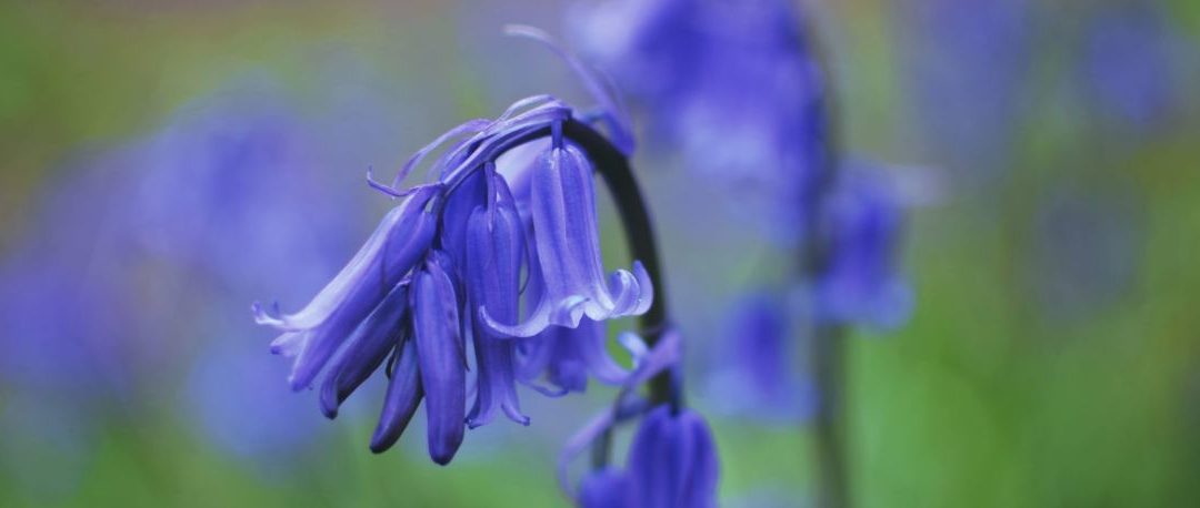 Volunteers needed for Arlington Bluebell Walk!