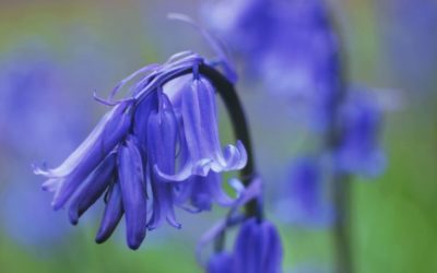 Volunteers needed for Arlington Bluebell Walk!