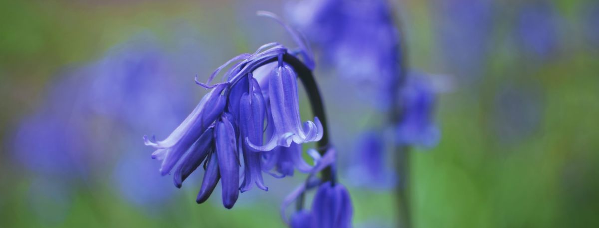 close up photo of a bluebell flower