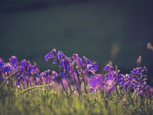 Bluebell walk 2022