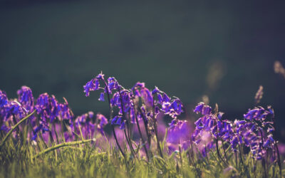 Join us on the Bluebell Walk this May