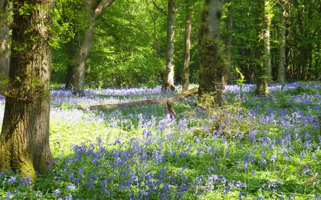 Mindfulness and Springtime